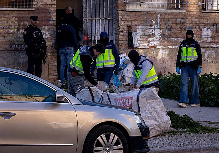 Nuevo golpe al cultivo de marihuana en Norte con más de 5.000 plantas incautadas
